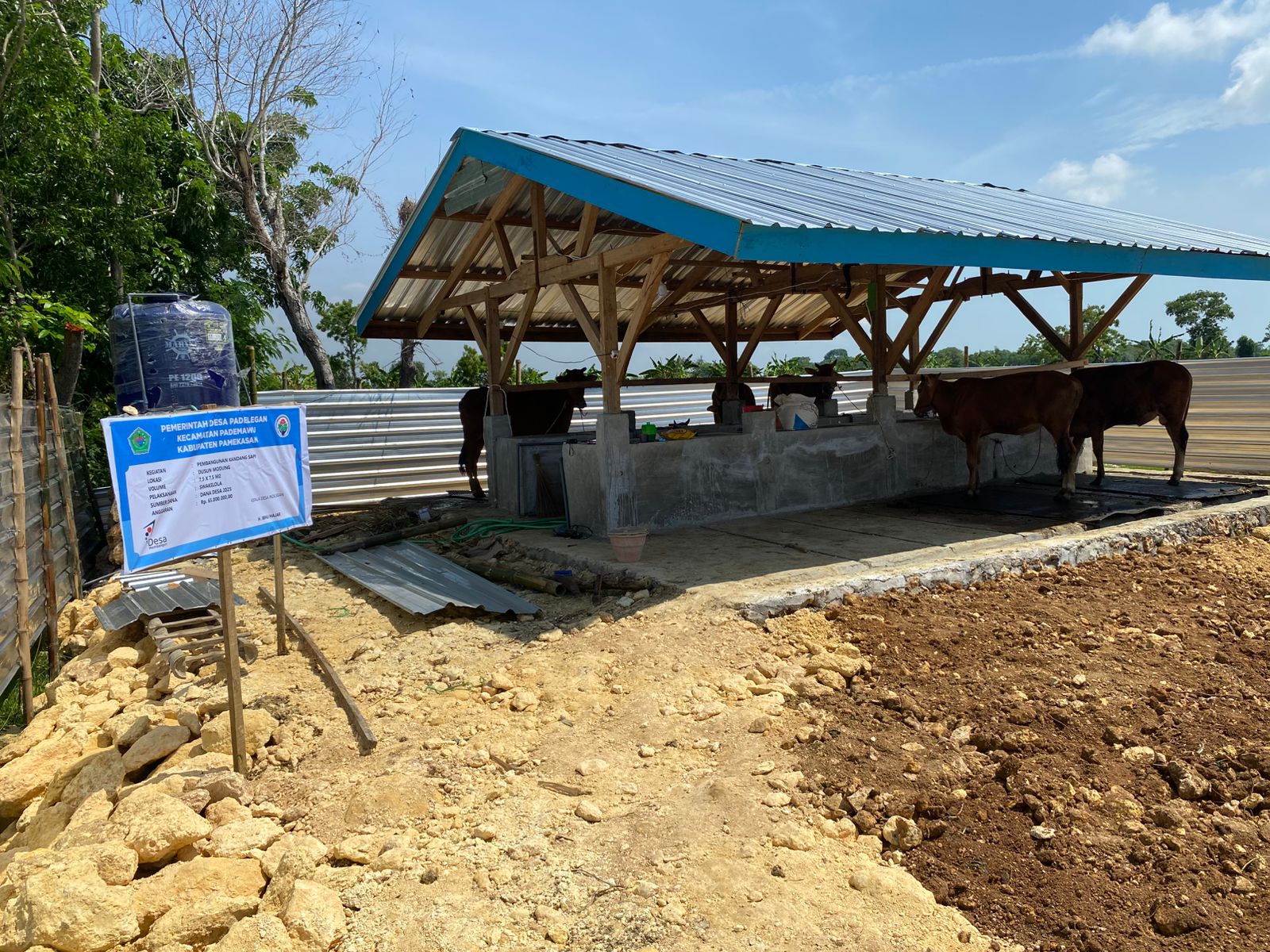 Program Ketahanan Pangan 2025: BUM Desa Baruna Nusa Mulai Laksanakan Penggemukan Sapi